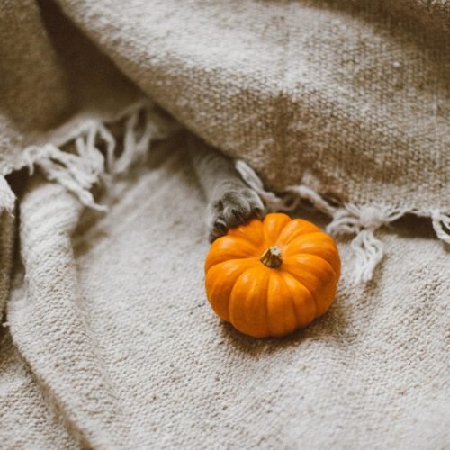 Cute Small Pumpkin